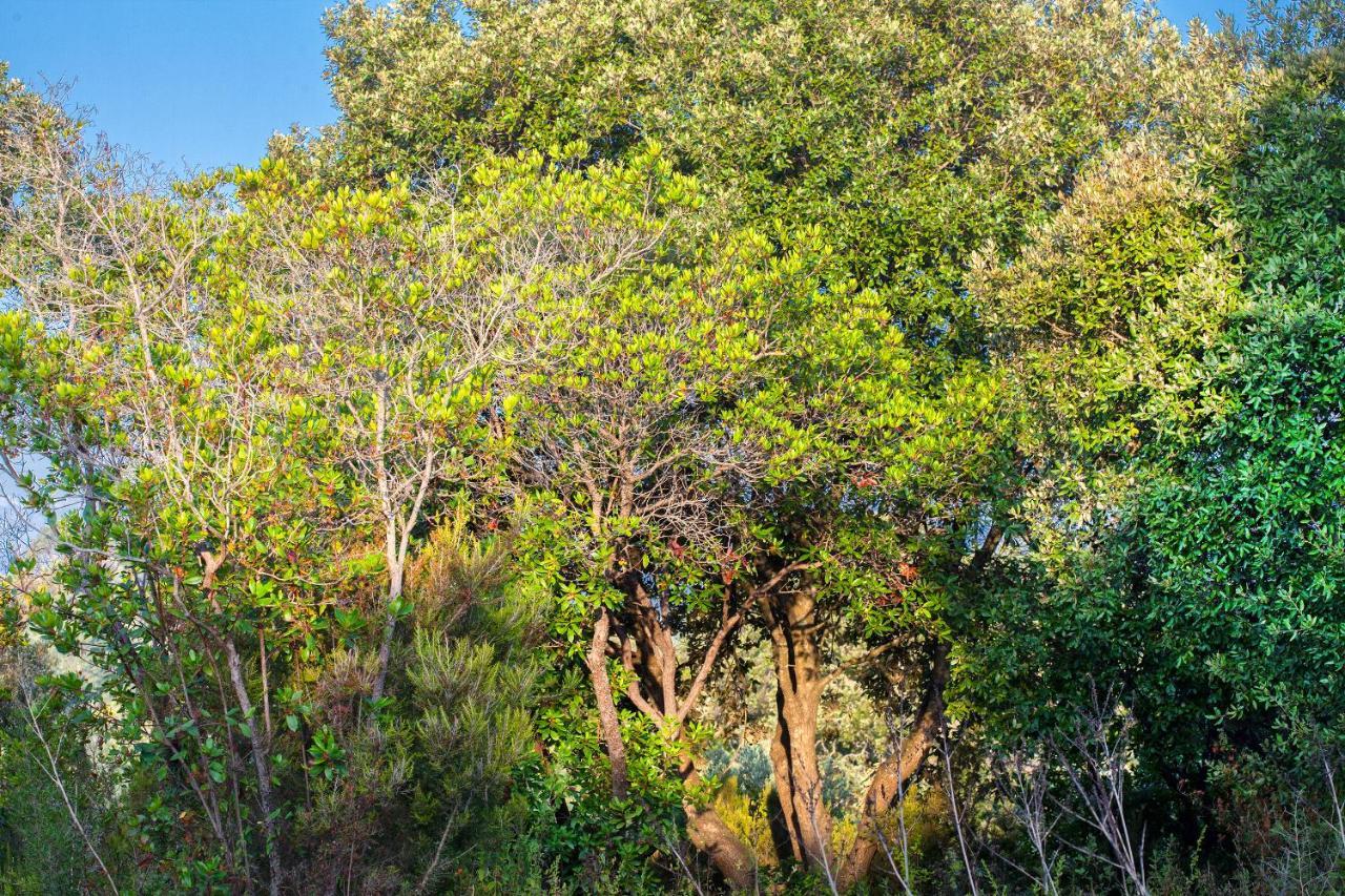 Bagheera Village Naturiste Linguizzetta Dış mekan fotoğraf